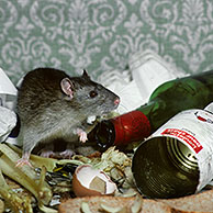 Brown rat (Rattus norvegicus) amongst household waste and rotten food
